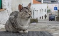 Cat sitting on Rua Barroca in porto