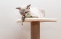 cat sitting on scratching post and playing with toy Royalty Free Stock Photo