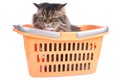 Cat sitting in shopping basket Royalty Free Stock Photo