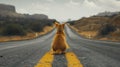 A cat sitting on the side of a road looking at something, AI Royalty Free Stock Photo