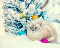 Cat sitting in snow near Christmas tree Royalty Free Stock Photo