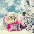 Cat sitting in snow near Christmas tree Royalty Free Stock Photo