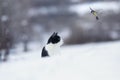 Cat sitting in the snow in a winter park and watching the flying bird tit Royalty Free Stock Photo