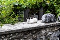 Cat sitting on a stone fence