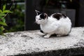Cat sitting on a stone fence