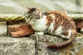 The cat is sitting on the stones. Domestic cat went for a walk on the garden. The cat poses Royalty Free Stock Photo