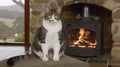 A cat sitting on a stool in front of an open fire place, AI Royalty Free Stock Photo
