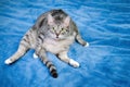 The cat is sitting in a strange position and looks at the man, copy space Royalty Free Stock Photo