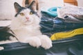 Cat sitting in the suitcase Royalty Free Stock Photo