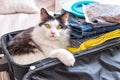 Cat sitting in the suitcase Royalty Free Stock Photo