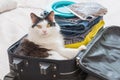 Cat sitting in the suitcase Royalty Free Stock Photo