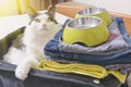 Cat sitting in the suitcase Royalty Free Stock Photo