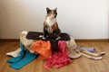 Cat is sitting on a suitcase full of things, a symbol of vacation, world travel, tourism, immigration, political asylum