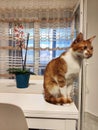 Cat sitting in a table Royalty Free Stock Photo