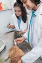 cat sitting on the table is examined by a male doctor using a thermometer and a female doctor takes notes Royalty Free Stock Photo