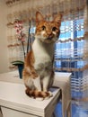 Cat sitting in a table Royalty Free Stock Photo