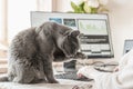 Cat sitting on the table at working place with IT equipment at home and washing. Woman in home clothing working on computer