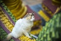 Cat sitting in the temple in the evening.