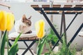 Cat is sitting on the terrace and enjoying fresh air. Balcony decorated with flowers, spring mood Royalty Free Stock Photo