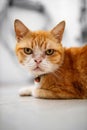 Cat sitting on the terrace Royalty Free Stock Photo