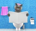 Cat sitting on a toilet seat with digestion problems or constipation reading magazine or newspaper