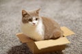 Cat sitting in too small cardboard box Royalty Free Stock Photo