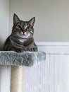 A cat sitting on top of a scratching post Royalty Free Stock Photo