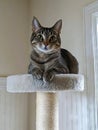 A cat sitting on top of a scratching post Royalty Free Stock Photo