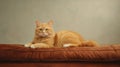 A cat sitting on top of a tan couch Royalty Free Stock Photo