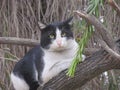 A Calm Scene: Black-and-White Cat Sitting on a Tree Branch Royalty Free Stock Photo