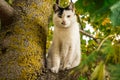 Cat sitting on the tree Royalty Free Stock Photo