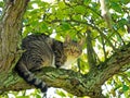 Cat sitting in tree Royalty Free Stock Photo