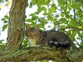 Cat sitting in tree Royalty Free Stock Photo