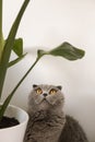 Cat sitting under houseplant leaf and looking up. Scottish fold cat minimalist portrait