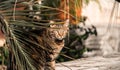 Cat Sitting Under Palm Branches In Summer Garden. Portrait Of Cat By Palm Tree Royalty Free Stock Photo