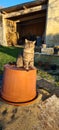 Gray Striped Cat Sitting On Big Upturned Plantpot