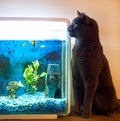 Cat sitting very close staring into fish tank with fish in the t