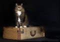 Cat Sitting Vintage Suitcase Royalty Free Stock Photo