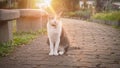 Cat sitting at walkway park with sunshine morning day