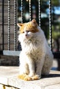 Cat sitting on a wall enjoying the sun in the scenic streets of Istanbul. Front view of a homeless cat at the sightseeing point of