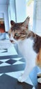 A cat sitting in a white and brown color