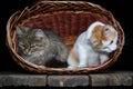 The cat is sitting in a wicker basket, the basket is on an old wooden table, on a black background. Royalty Free Stock Photo