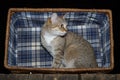 The cat is sitting in a wicker basket, the basket is on an old wooden table, on a black background. Royalty Free Stock Photo