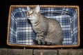 The cat is sitting in a wicker basket, the basket is on an old wooden table, on a black background. Royalty Free Stock Photo