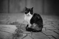 Cat sitting on the wild stone floor outdoors. BW photo