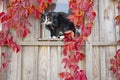 Cat sitting on the window Royalty Free Stock Photo