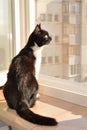 Cat sitting on a window ledge