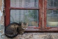 Cat is sitting on window sill Royalty Free Stock Photo