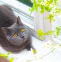 The cat is sitting on the windowsill. Gray british cat and orange eyes. Beautiful domestic cat Royalty Free Stock Photo