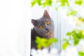 The cat is sitting on the windowsill. Gray british cat and orange eyes. Beautiful domestic cat Royalty Free Stock Photo